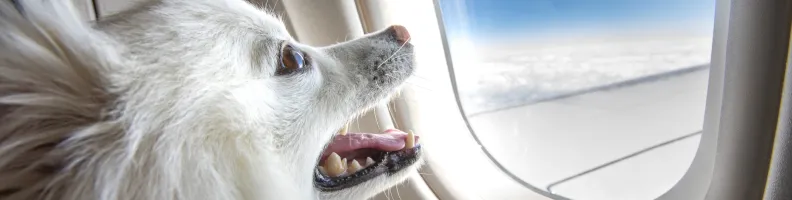 Air Travel Takes Off with Pet-Friendly Flights and New Global Routes